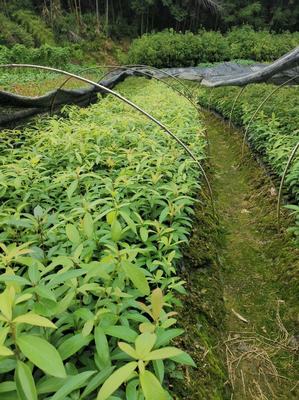 [楠木苗批发]福建三明清流县楠木苗 0.50元/棵楠木苗 楠木袋 _ 一亩田