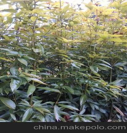 正宗小叶桢楠郴州青腰苗木公司金丝楠木苗楠木袋苗楠木营养袋苗