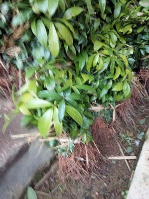 [楠木苗批发]福建三明清流县楠木苗 0.50元/棵楠木苗 楠木袋 _ 一亩田
