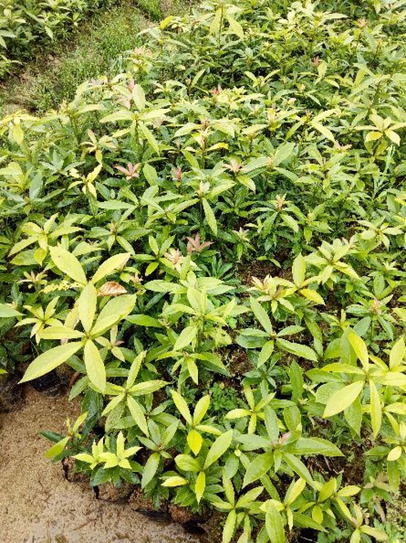 [楠木苗批发]福建三明清流县楠木苗 0.50元/棵楠木苗 楠木袋 _ 一亩田