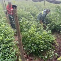 楠木苗批发价格_楠木苗供应_一手便宜货源 _ 一亩田